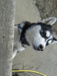 У меня хаски Алекса всегда улибаеться