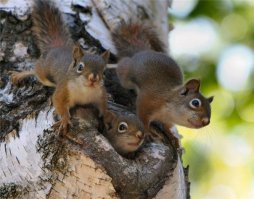 Ох, уж эти белки! Коллекция гифок о пушистых хитрюгах