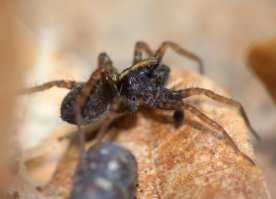 10 самых милых пауков в мире