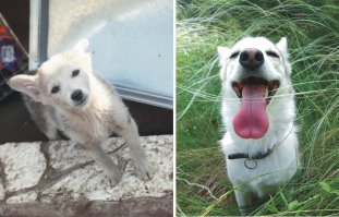 16 собак до и после того, как их забрали из приюта