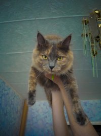 Мои пока боятся молодого, особенно, когда он начинает ногами по воздуху бегать, это просто ужас на них наводит. Все же тешу себя надеждой, что с наступлением зимы самый лечебный кот будет, таки, обогревать своего воспитанника.