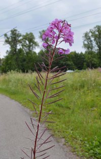 Знающие люди, подскажите пожалуйста. Это он? Листья похожи, цветок похож. Смутило наличие ближе к цветку, "стручков".