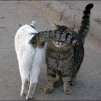 22 смешных кошачьих фейла