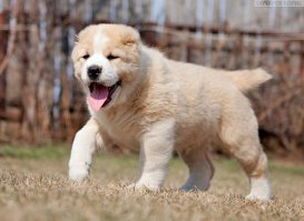 Алабай! Вот эта собака похожа на медвежонка! а это просто волосатый шарпей