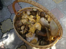 Крымские грибочки.