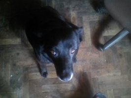 Бегают сцуко быстро,а вот и чудо по шкафам прятолась два дня не хотела вылезать