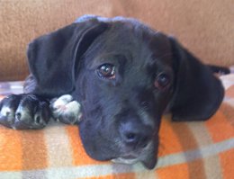 Моя подобранка