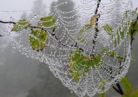 А вот такие сейчас у меня повсюду во дворе. Каждое утро натыкаешься лицом на новые ловчие сети. Но я на них не в обиде: иной раз такую красоту наплетут - загляденье! Кстати, вот и красота в росе