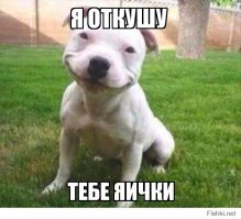 24 собаки, которые обожают валятся на свежескошенной траве