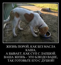 16 собак до и после того, как их забрали из приюта