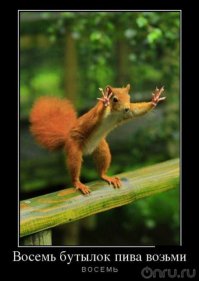 Ох, уж эти белки! Коллекция гифок о пушистых хитрюгах