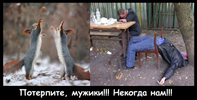 Ох, уж эти белки! Коллекция гифок о пушистых хитрюгах