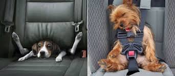 Мы любим машину. Сидим смирно. Вот сразу бы приучать. Надо городить что-то. Спасибо за идею.