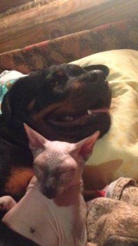 Возможно,собака,это последнее средство вырвать современных детей от компьютера. Дисциплина. Ответственность. Я очень очень жалею, что не взяла собаку старшему ребенку. Лишила.