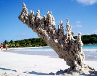 Там бревно под песком