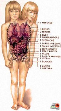 Самые необычные животные-мутанты