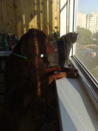 12 пород собак, поражающих своей добротой и дружелюбностью