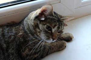 Пятиухая кошка Лунтя из Воронежа. На фото отчётливо видны только четыре уха,а пятое совсем маленькое и находится справа,между двумя другими ушами. Хозяин кошки генетик говорит,что рентген так же показал,что у кошки только три шейных позвонка,вместо положенных семи,но это ей никак не мешает)