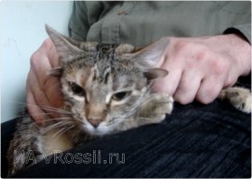 Пятиухая кошка Лунтя из Воронежа. На фото отчётливо видны только четыре уха,а пятое совсем маленькое и находится справа,между двумя другими ушами. Хозяин кошки генетик говорит,что рентген так же показал,что у кошки только три шейных позвонка,вместо положенных семи,но это ей никак не мешает)