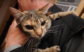 Пятиухая кошка Лунтя из Воронежа. На фото отчётливо видны только четыре уха,а пятое совсем маленькое и находится справа,между двумя другими ушами. Хозяин кошки генетик говорит,что рентген так же показал,что у кошки только три шейных позвонка,вместо положенных семи,но это ей никак не мешает)