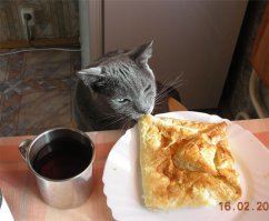 Коты-воришки, пойманные с поличным
