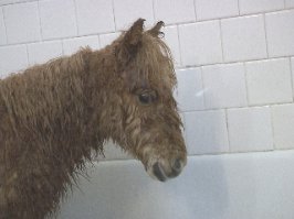 15 очаровательных животных, принимающих водные процедуры 