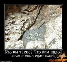 Очаровательный совенок преградил дорогу полицейской машине