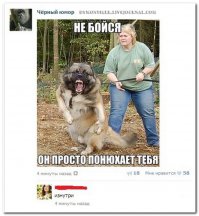 Самый большой питбуль в мире обзавелся восемью щенками