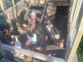 Срок жизни бройлеров на птичниках 4 месяца, дальше набор веса медленный и нет смысла кормить. Несушек держат до 1,5-2 лет, а потом либо продают либо в забой на мясо. В частных примерно также.
Мои для примера: