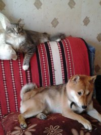 Почему никогда не всплывает эта великолепная порода?!?!Добрейшей  души псы.