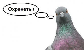 Шикарные голуби 