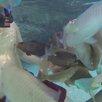 Была тут как-то фотоподборка, а гифка демонстрирует то, что стало потом с его соском!!!