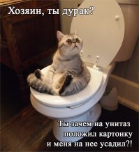 Кошки