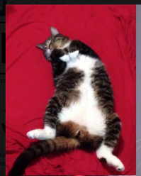 Расскажите моему Тимми о том, что на спине спят только люди.