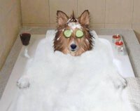 15 очаровательных животных, принимающих водные процедуры 