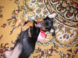 Мою самую первую собаку я с моей подругой отбили у пацанов, что топили её в котловане строящегося дома. Нам было по 12 лет и не побоялись навешать люлей пацанве.  Моя Пиппочка прожила 18 лет, каждое мгновение радуя нас. А почти три года назад "добрые" люди выкинули щенка под порог магазина. Лето было на редкость холодное и каждый день дождь лил. Маленький щенок. который даже лакать толком не умел в таких условиях точно бы погиб. Но я не смогла пройти мимо, хотя у меня уже была собака и я опасалась, что моё семейство воспротивится. Так у нас появилась моя Гера. Чудо нежности, ласки и любви.