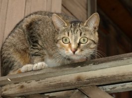 Шикарные голуби 