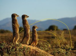 Лучшие фотографии National Geographic за июль