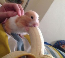Самый высокий человек в истории: короткая жизнь гиганта из Иллинойса