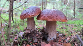 20 фотографий самых красивых грибов в мире