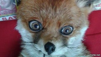 он одобряет )