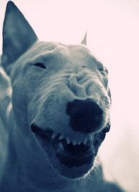 14 хитро улыбающихся собак