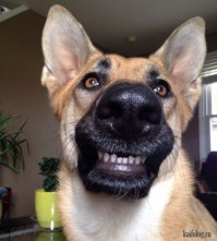 14 хитро улыбающихся собак