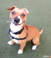 14 хитро улыбающихся собак