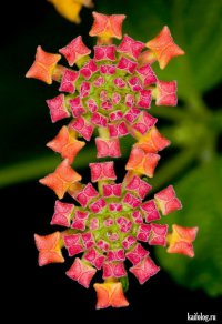 Лучшие фотографии National Geographic за июль