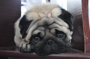 15 животных, которые устали от своих хозяев