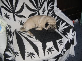 15 животных, которые устали от своих хозяев