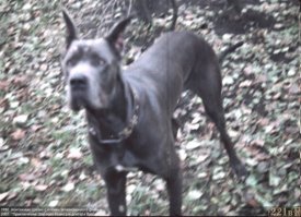 Та самая догиня.