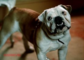 А Бамбула из "Шерлока Холмса"? :)