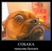 Угрюмый щенок, который никогда не улыбается